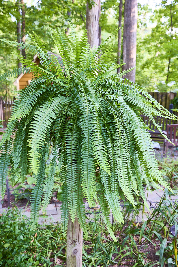 R19 Fern