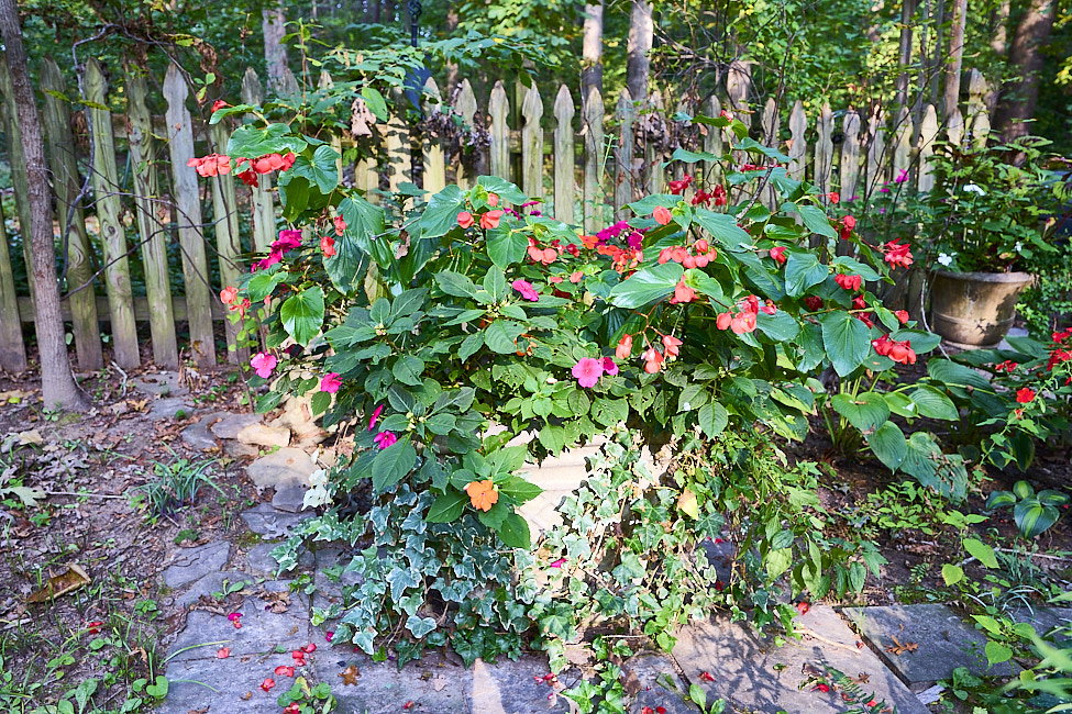 R20 Begonia Impatiens Eng Ivy