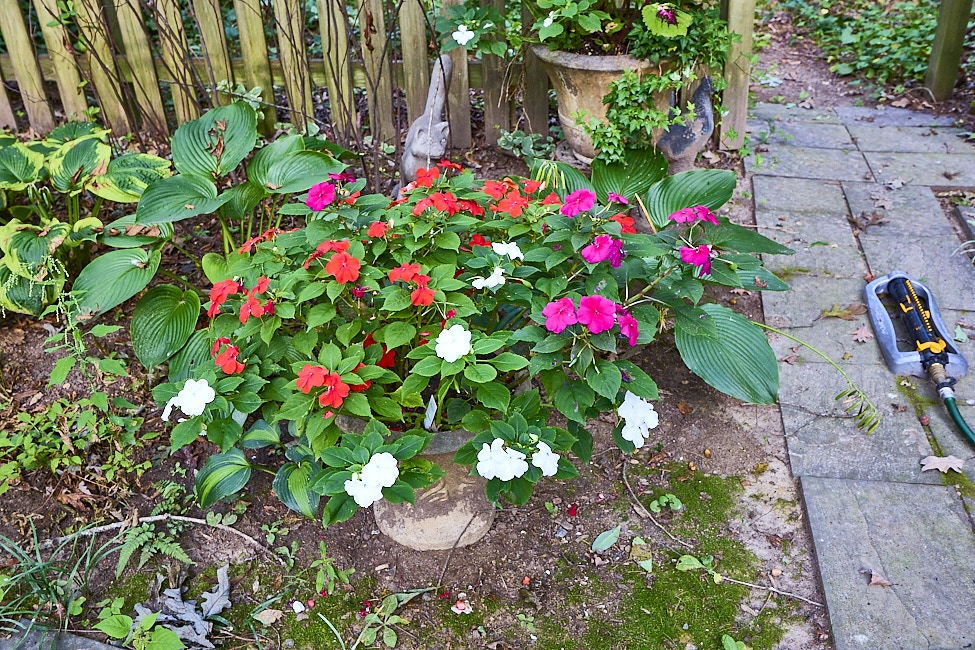 R21a Impatiens