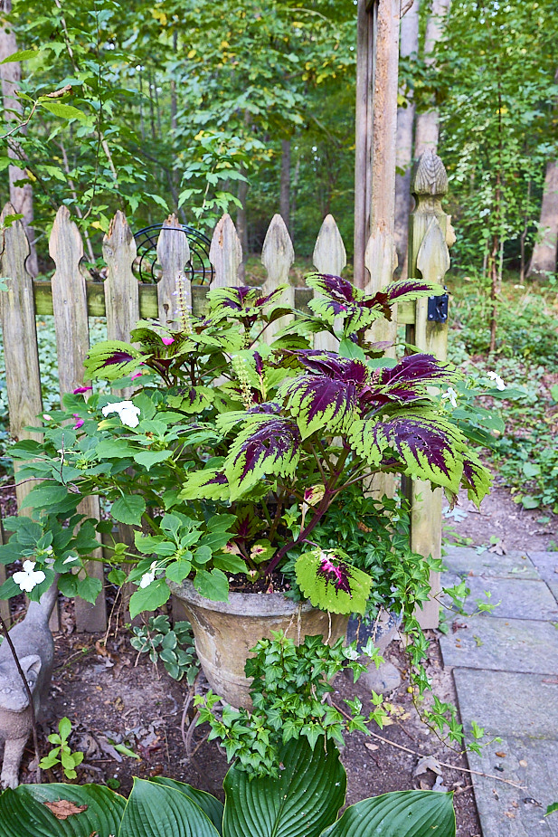 R22 Coleus EngIvy