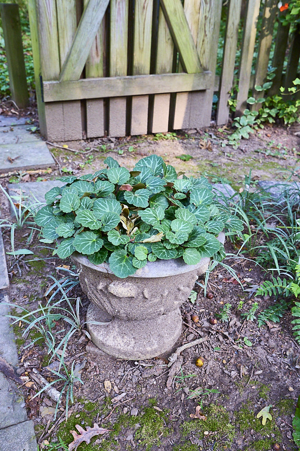 R23 StraberryBegonia