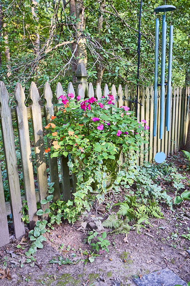 R25 Impatiens EngIvy