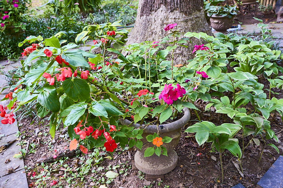 R27 Begonia Impatiens