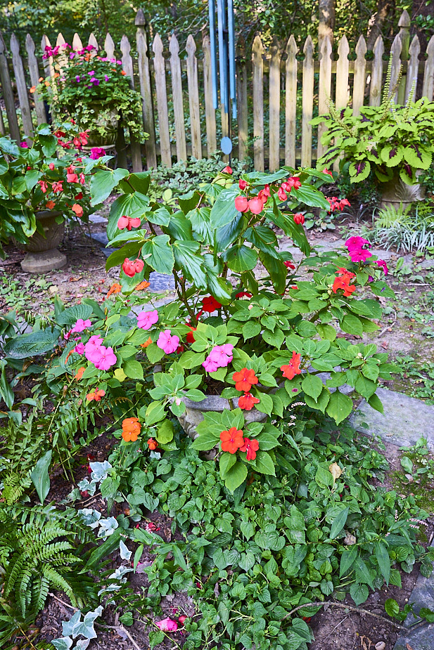 R28a Begonia Impatiens