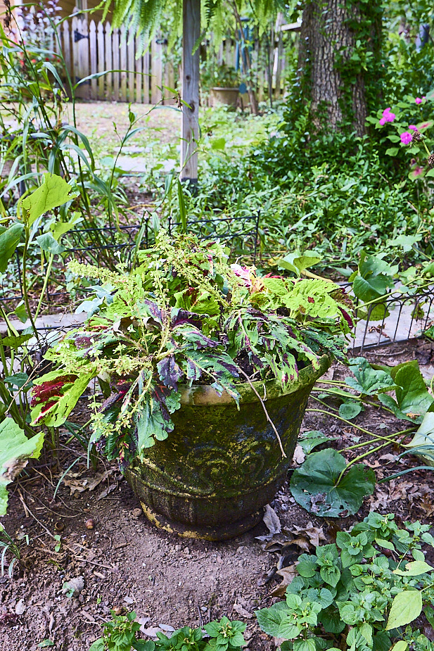 R29 Coleus EngIvy