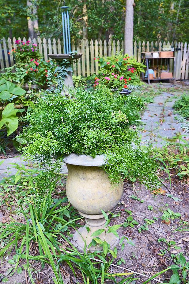 R30 Fern
