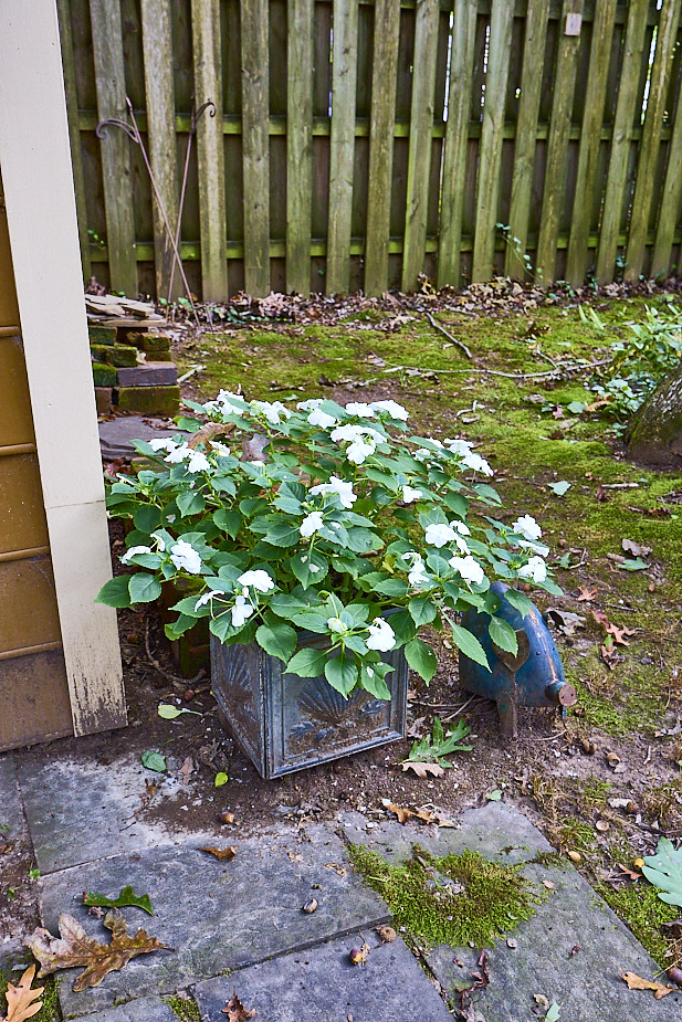 R32 Impatiens