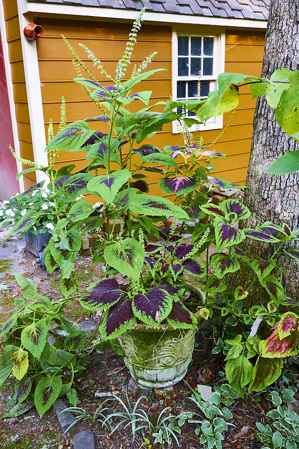 R33 Coleus