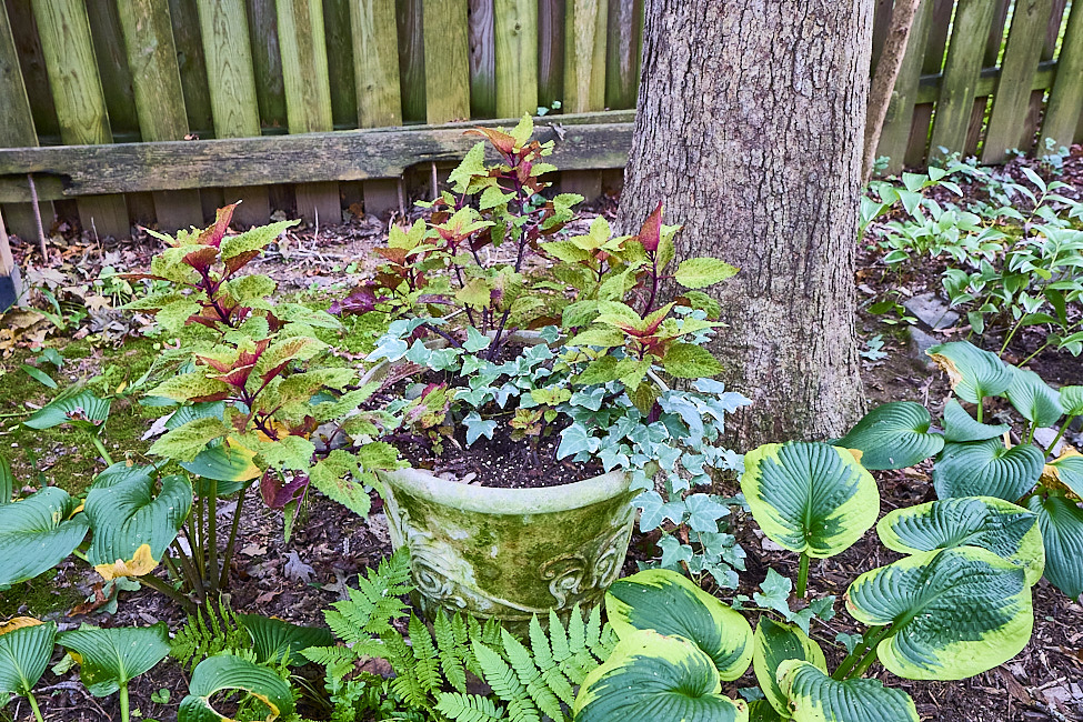 R34 Coleus IngIvy