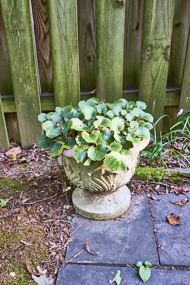 R35 StrawberryBegonia