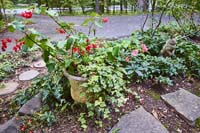 F02 Begonia EngIvy