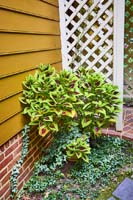 G14 Coleus EngIvy