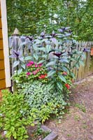 R15 PersianShield Impatiens EngIvy