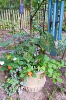 R16 PersianShield Impatiens