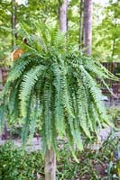 R19 Fern