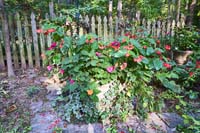 R20 Begonia Impatiens Eng Ivy