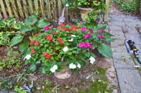 R21a Impatiens