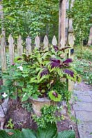 R22 Coleus EngIvy