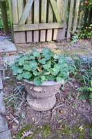 R23 StraberryBegonia