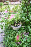 R24 Coleus Begonia