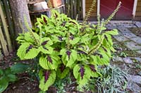 R26_Coleus Ivy