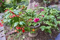 R27 Begonia Impatiens