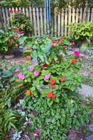 R28a Begonia Impatiens