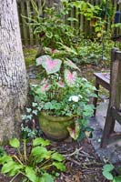 R31 Caladium Impatiens Eng Ivy