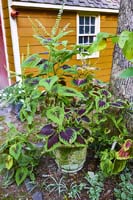 R33 Coleus