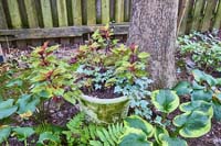 R34 Coleus IngIvy