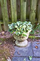 R35 StrawberryBegonia