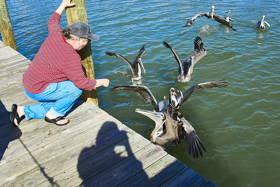 2006-01 SusanBrownPelican_PlacidaBay_2006Jan_Y2F6701