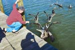 2006-01 SusanBrownPelican_PlacidaBay_2006Jan_Y2F6701