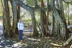 2006-01 Tree_SelbyGardens_2006Jan_Y2F7485