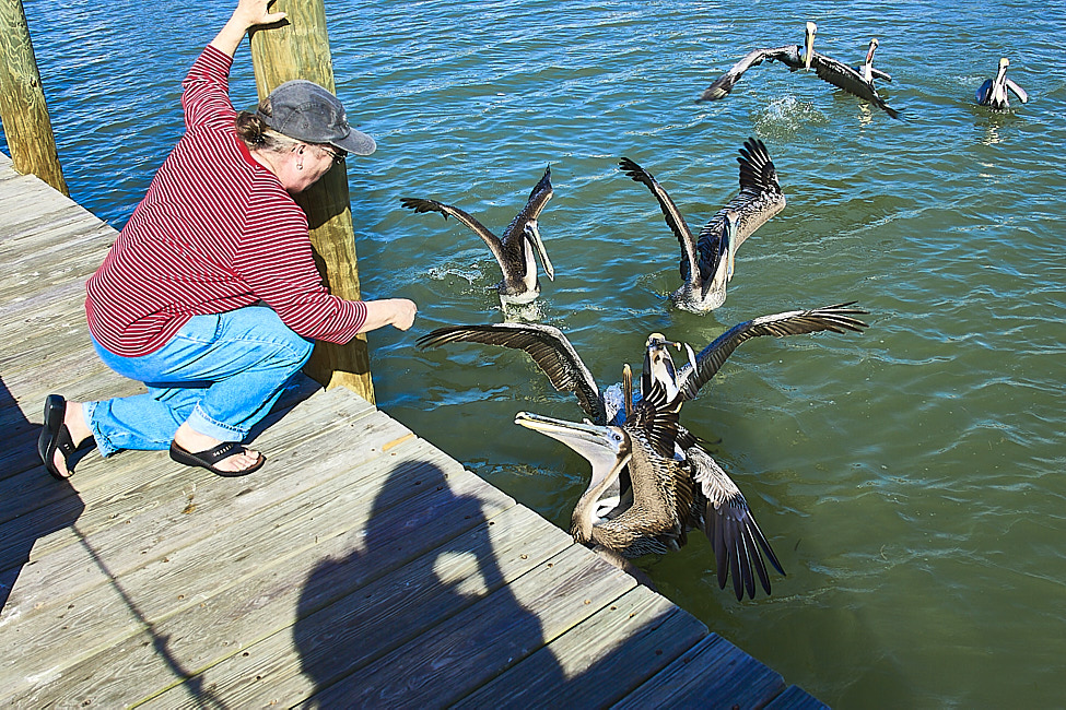2006-01 A202 SusanBrownPelican_PlacidaBay_2006Jan_Y2F6701