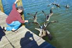 2006-01 A202 SusanBrownPelican_PlacidaBay_2006Jan_Y2F6701