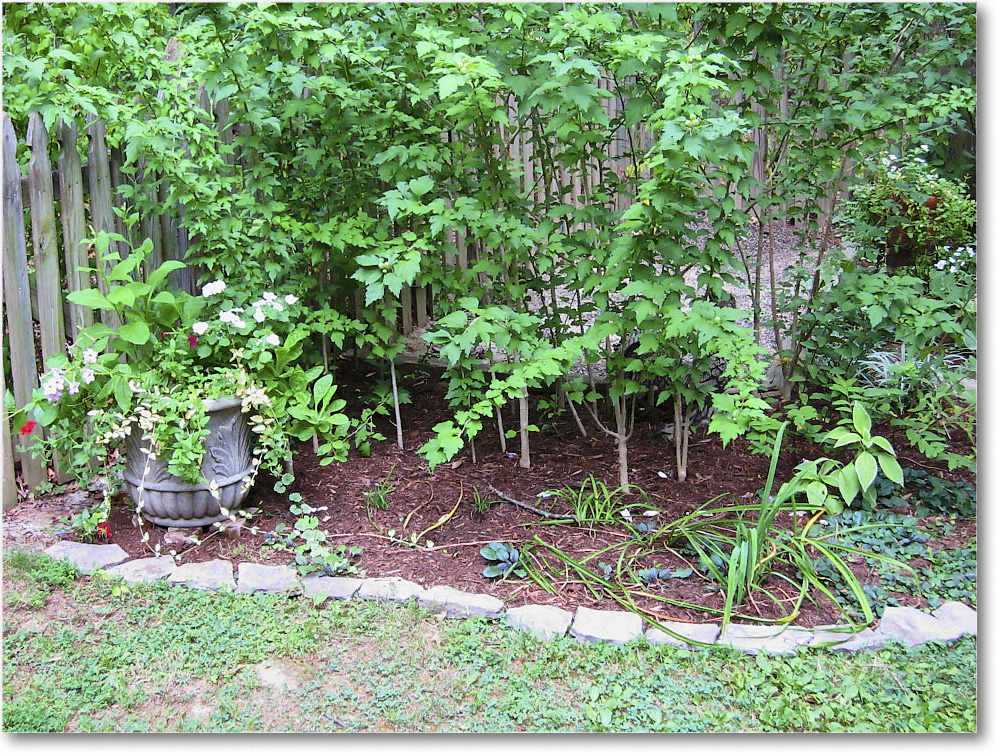 Susie'sGarden_2010Aug_IMG_0297
