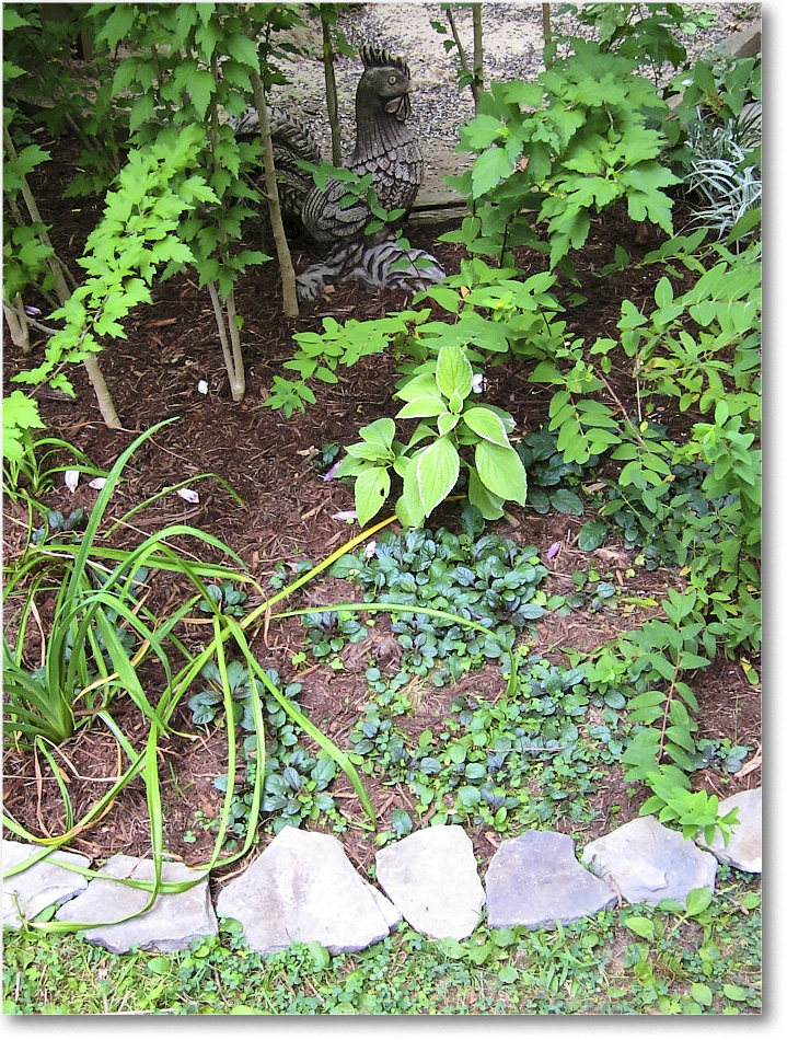 Susie'sGarden_2010Aug_IMG_0299