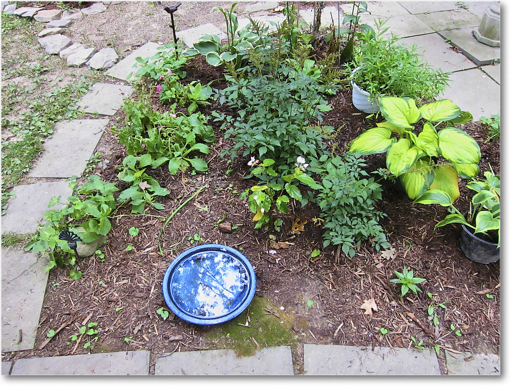 Susie'sGarden_2010Aug_IMG_0301