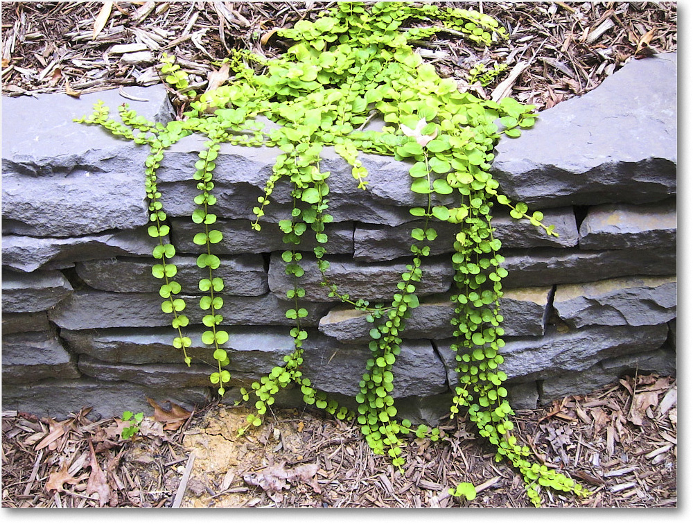 Susie'sGarden_2010Aug_IMG_0307