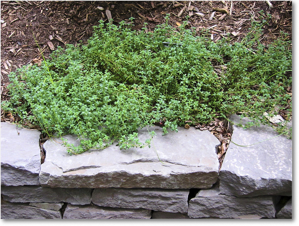 Susie'sGarden_2010Aug_IMG_0309