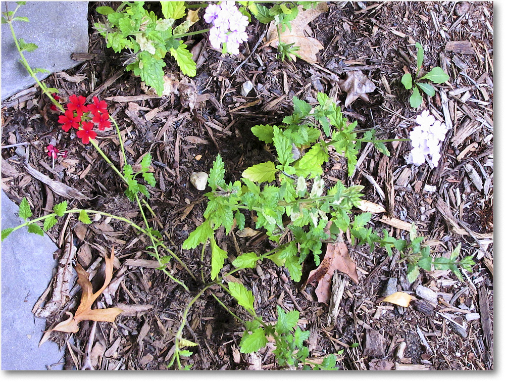 Susie'sGarden_2010Aug_IMG_0312