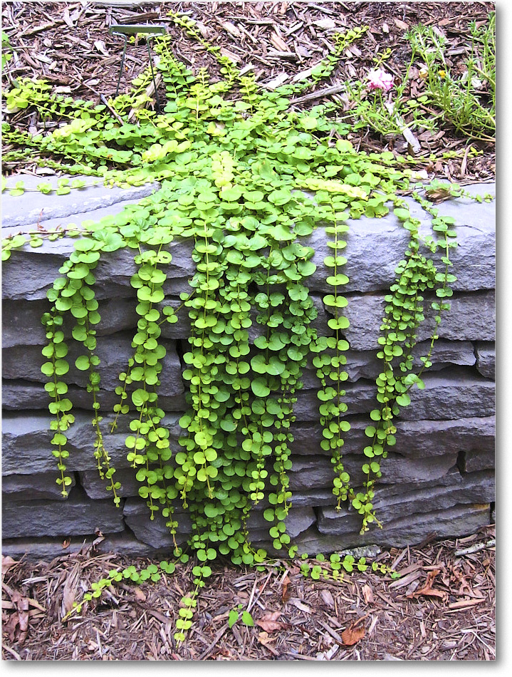 Susie'sGarden_2010Aug_IMG_0314