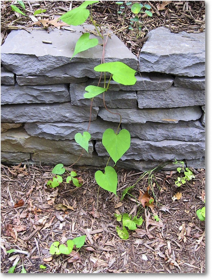 Susie'sGarden_2010Aug_IMG_0315