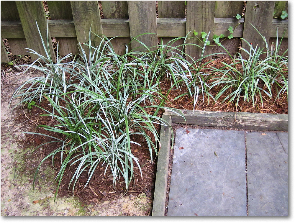 Susie'sGarden_2010Aug_IMG_0319