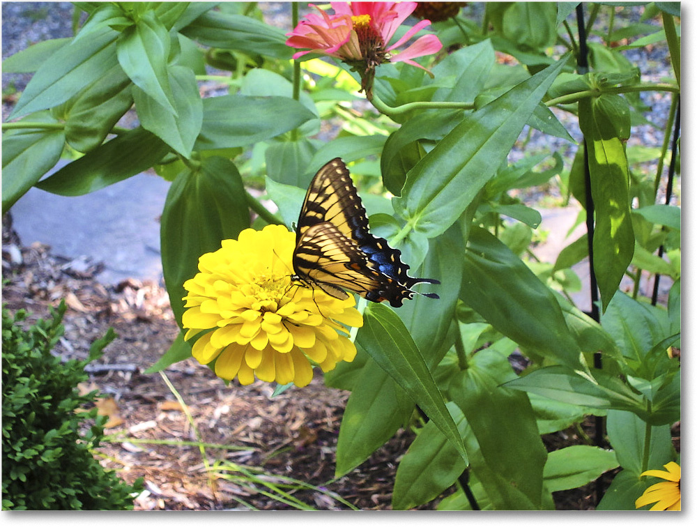 Susie'sGarden_2010Jul_IMG_0127