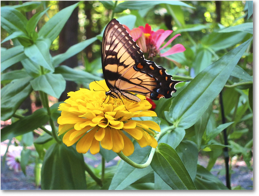 Susie'sGarden_2010Jul_IMG_0128