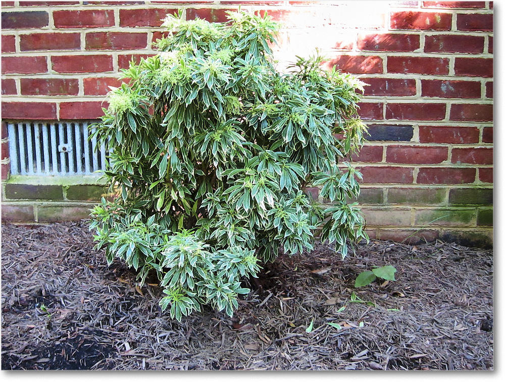 Susie'sGarden_2010Jul_IMG_0129