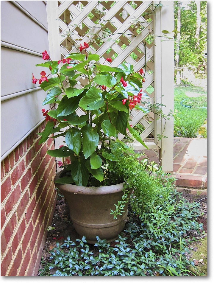 Susie'sGarden_2010Jul_IMG_0130