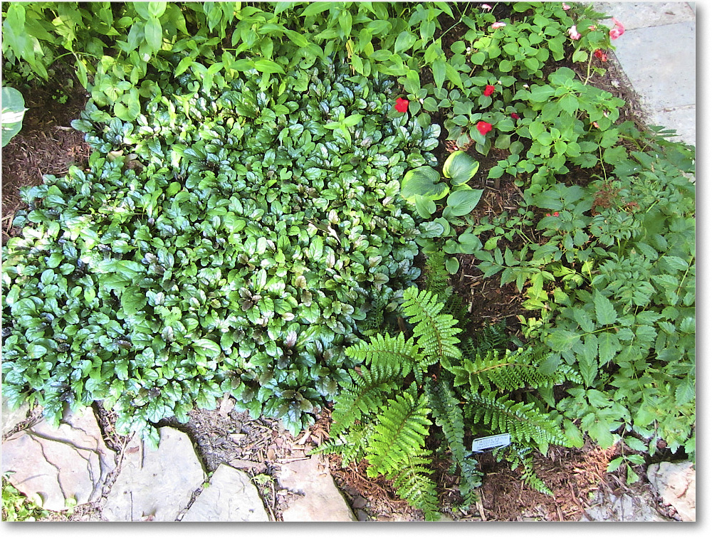 Susie'sGarden_2010Jul_IMG_0134